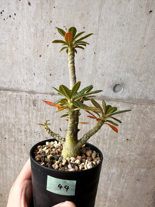 【現品限り】ドルステニア・ギガス 実生【F44】 Dorstenia gigas