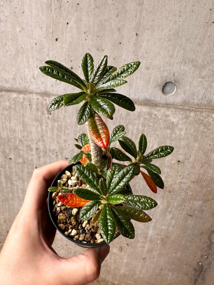 現品限り】ドルステニア・ギガス 実生【F44】 Dorstenia gigas 塊根