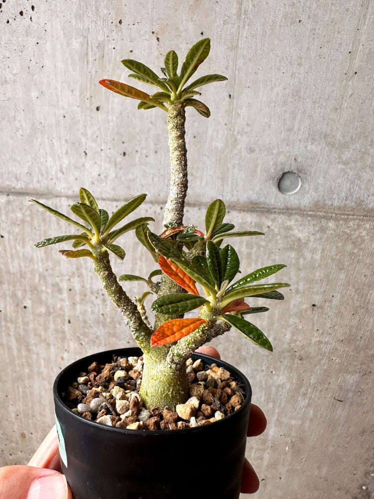 現品限り】ドルステニア・ギガス 実生【F44】 Dorstenia gigas 塊根