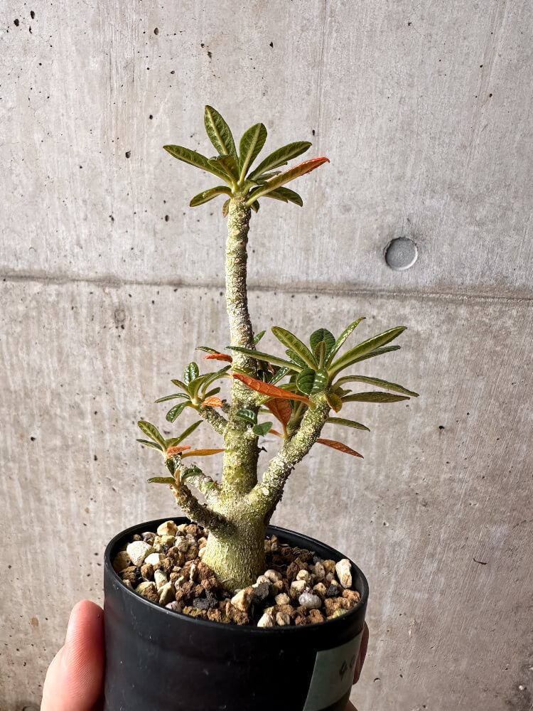 現品限り】ドルステニア・ギガス 実生【F44】 Dorstenia gigas 塊根