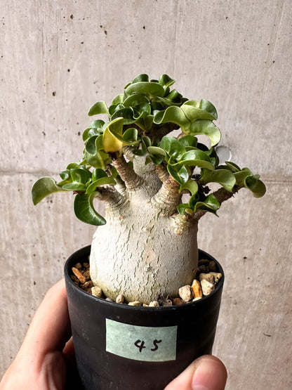 【現品限り】アデニウム・DHA コレクション 大株 葉巻【F45】 Adenium DHA