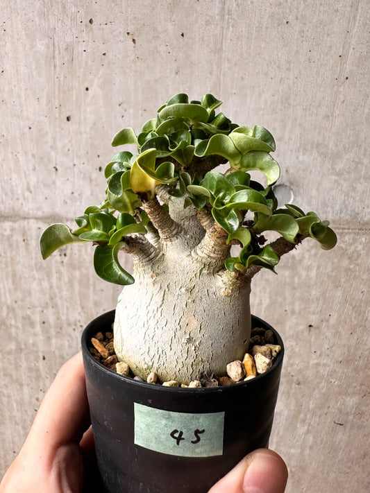 【現品限り】アデニウム・DHA コレクション 大株 葉巻【F45】 Adenium DHA