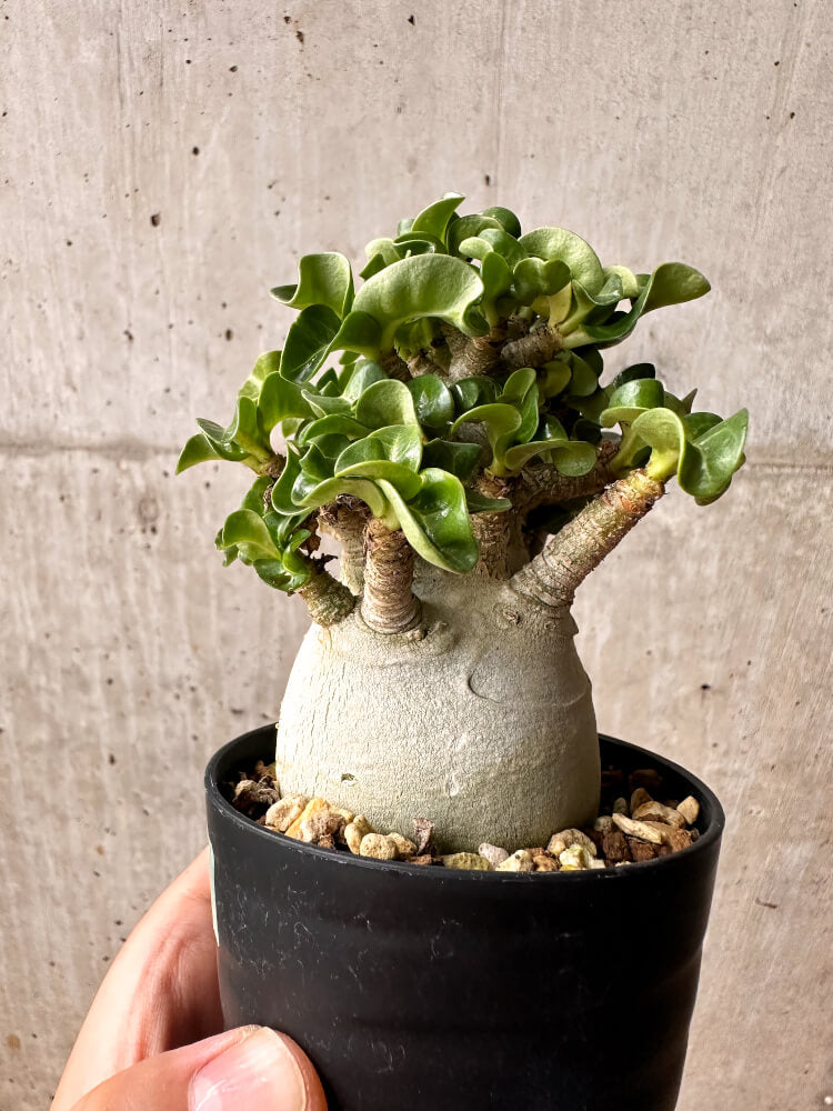 【現品限り】アデニウム・DHA コレクション 大株 葉巻【F45】 Adenium DHA