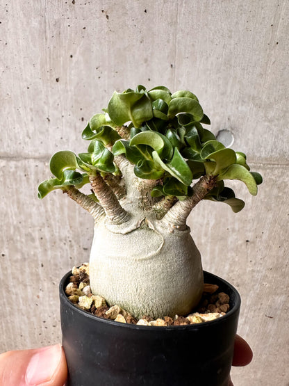 【現品限り】アデニウム・DHA コレクション 大株 葉巻【F45】 Adenium DHA