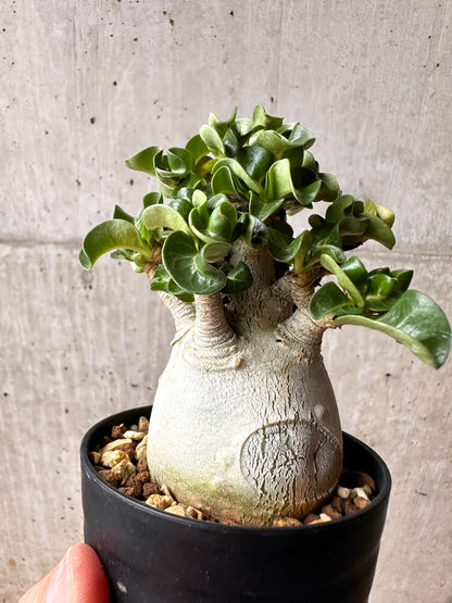 【現品限り】アデニウム・DHA コレクション 大株 葉巻【F45】 Adenium DHA