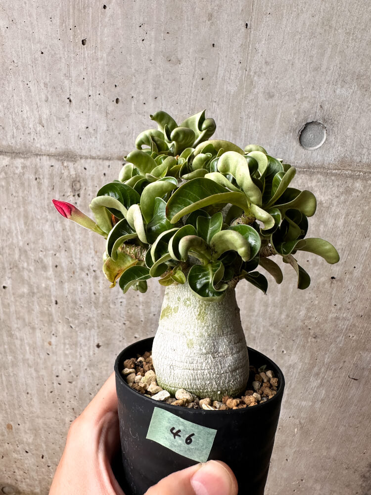 【現品限り】アデニウム・DHA 大株 葉巻【F46】 Adenium DHA