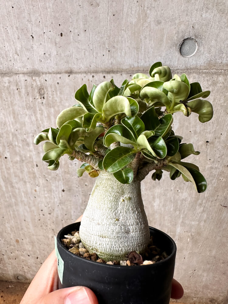 【現品限り】アデニウム・DHA 大株 葉巻【F46】 Adenium DHA