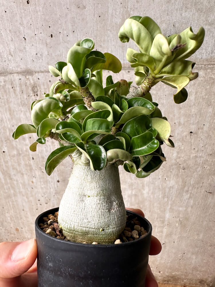 【現品限り】アデニウム・DHA 大株 葉巻【F46】 Adenium DHA
