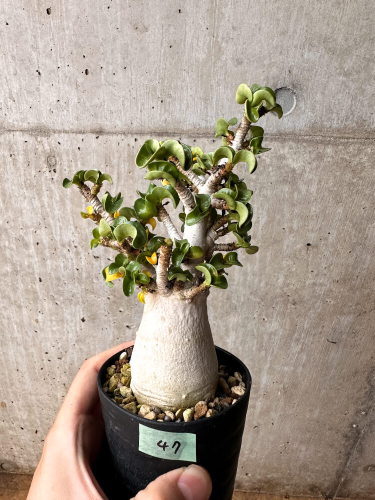 【現品限り】アデニウム・DHA 大株 葉巻【F47】 Adenium DHA