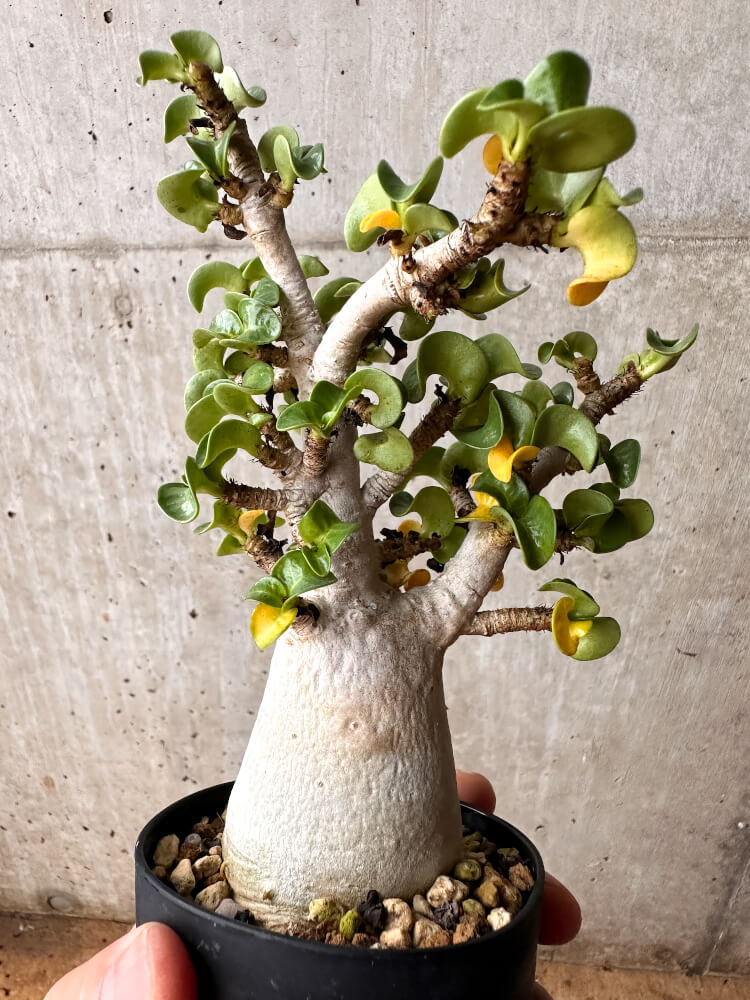 【現品限り】アデニウム・DHA 大株 葉巻【F47】 Adenium DHA