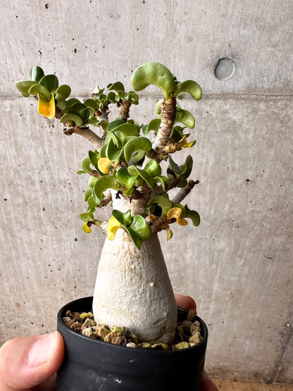 【現品限り】アデニウム・DHA 大株 葉巻【F47】 Adenium DHA