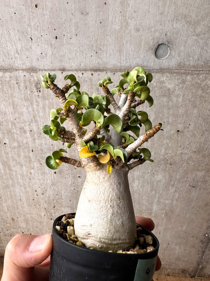 【現品限り】アデニウム・DHA 大株 葉巻【F47】 Adenium DHA