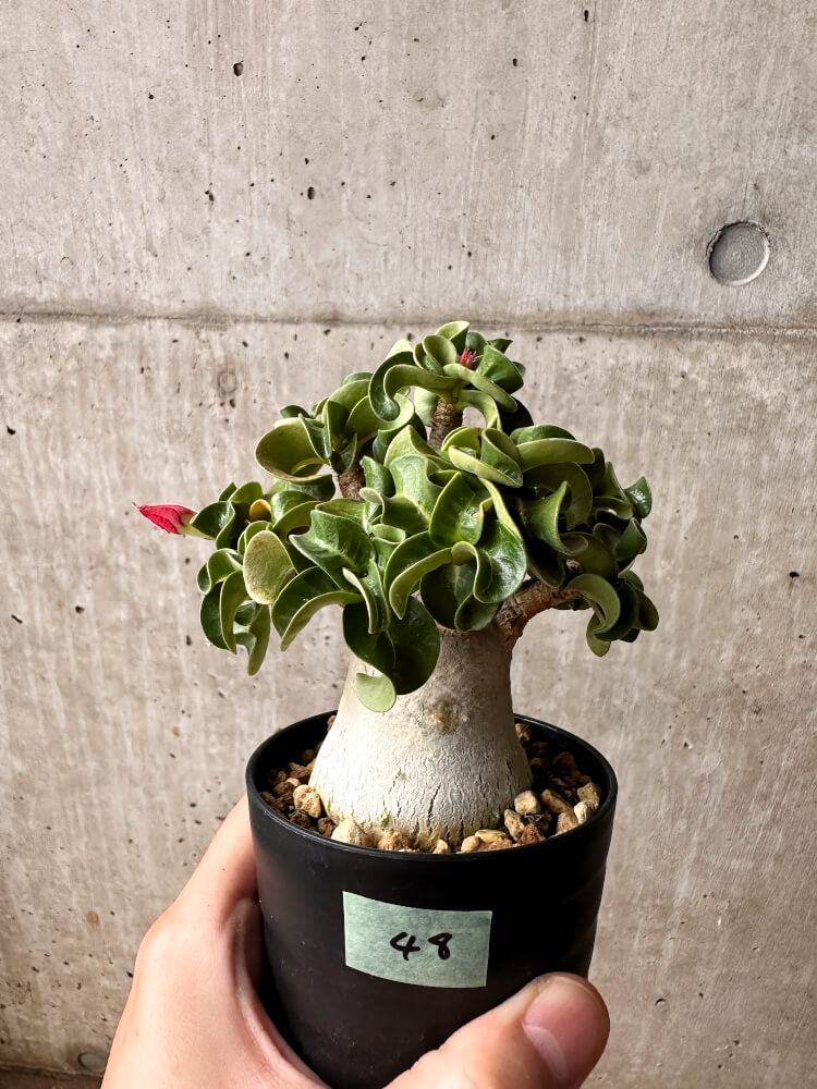 【現品限り】アデニウム・DHA 大株 葉巻【F48】 Adenium DHA