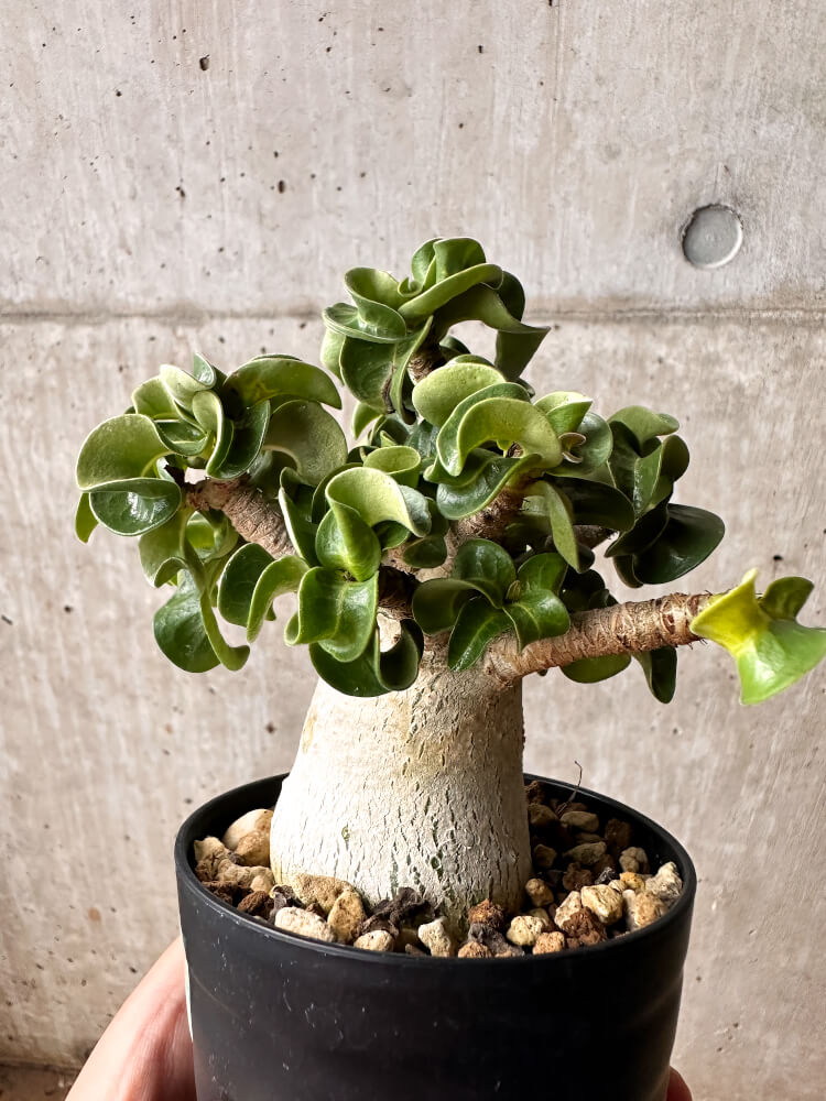 【現品限り】アデニウム・DHA 大株 葉巻【F48】 Adenium DHA