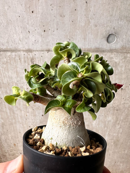 【現品限り】アデニウム・DHA 大株 葉巻【F48】 Adenium DHA