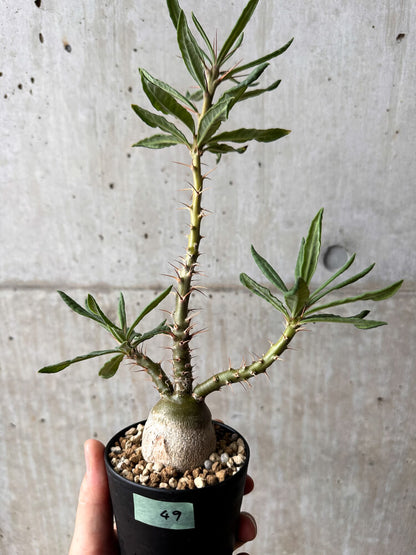 【現品限り】パキポディウム・サキュレンタム 実生【F49】 Pachypodium succulentum