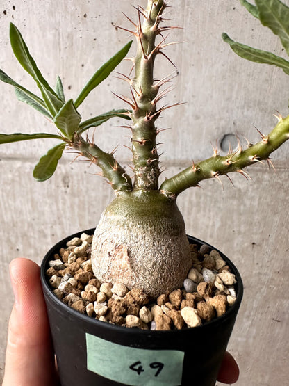 【現品限り】パキポディウム・サキュレンタム 実生【F49】 Pachypodium succulentum