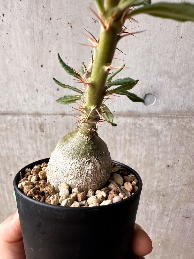 現品限り】パキポディウム・サキュレンタム 実生【F49】 Pachypodium