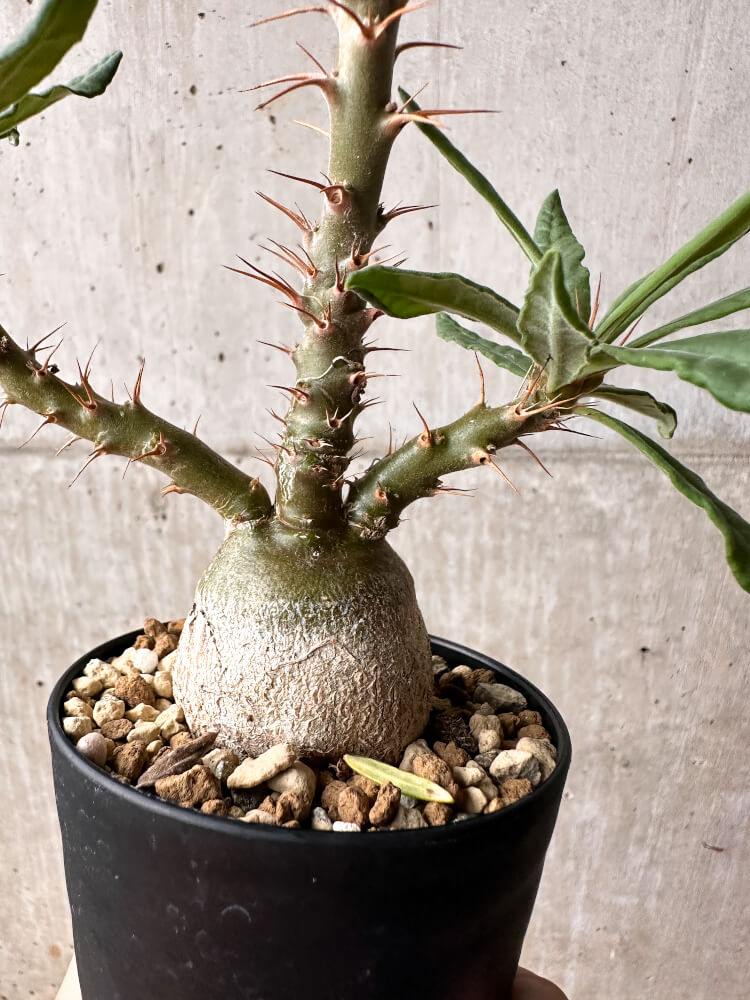 【現品限り】パキポディウム・サキュレンタム 実生【F49】 Pachypodium succulentum