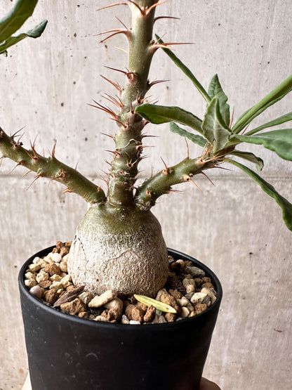 【現品限り】パキポディウム・サキュレンタム 実生【F49】 Pachypodium succulentum