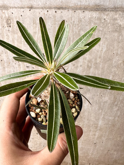【現品限り】パキポディウム・カクチペス【F4】 Pachypodium cactipes