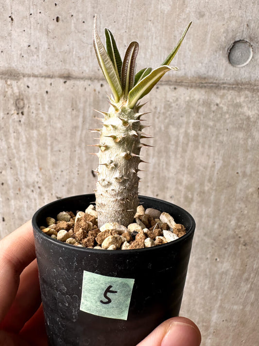 【現品限り】パキポディウム・カクチペス【F5】 Pachypodium cactipes
