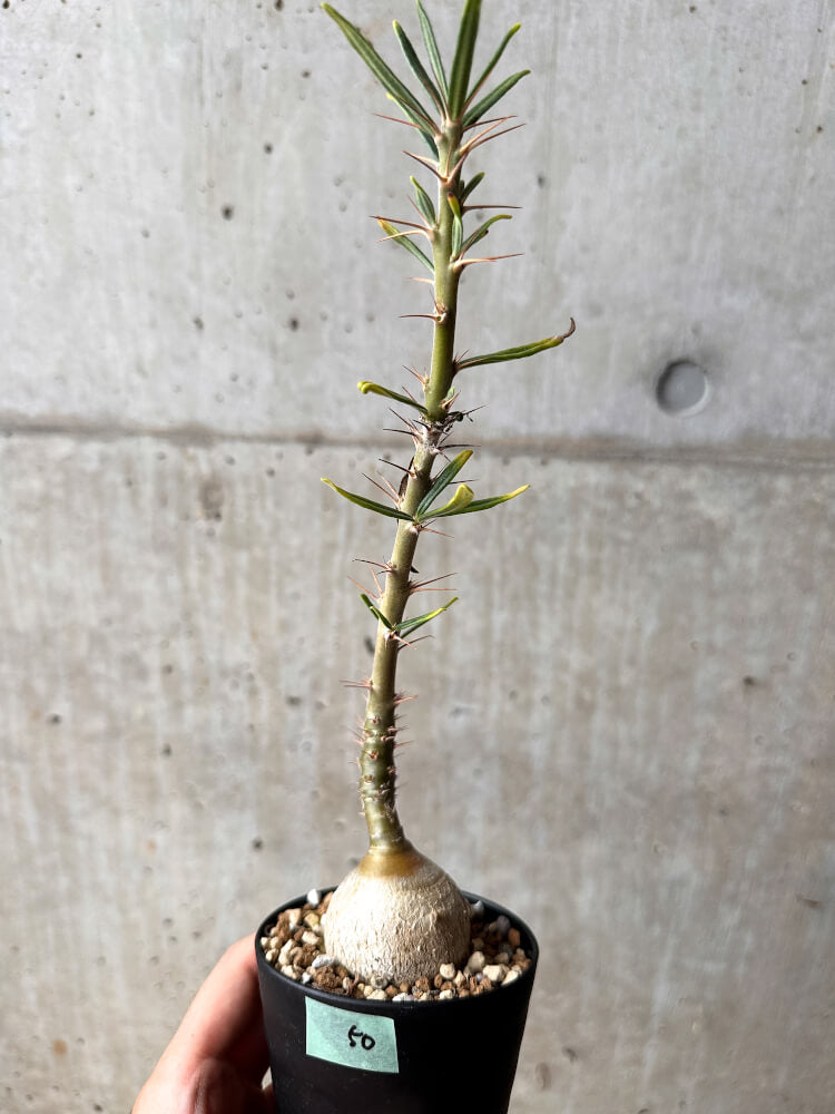 【現品限り】パキポディウム・サキュレンタム 実生【F50】 Pachypodium succulentum