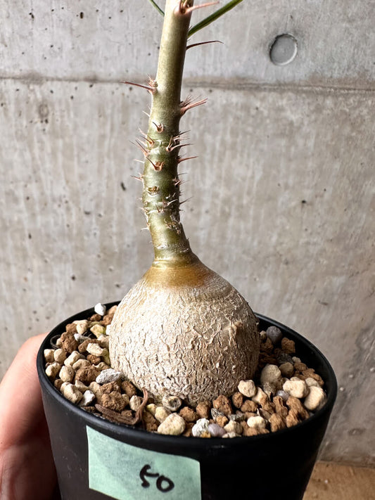 【現品限り】パキポディウム・サキュレンタム 実生【F50】 Pachypodium succulentum