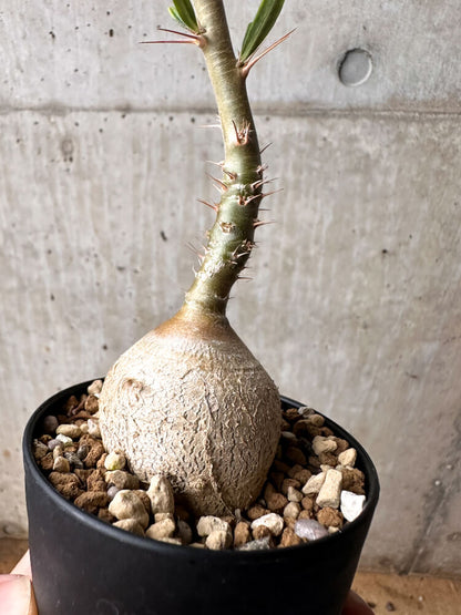 【現品限り】パキポディウム・サキュレンタム 実生【F50】 Pachypodium succulentum