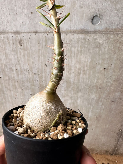 【現品限り】パキポディウム・サキュレンタム 実生【F50】 Pachypodium succulentum