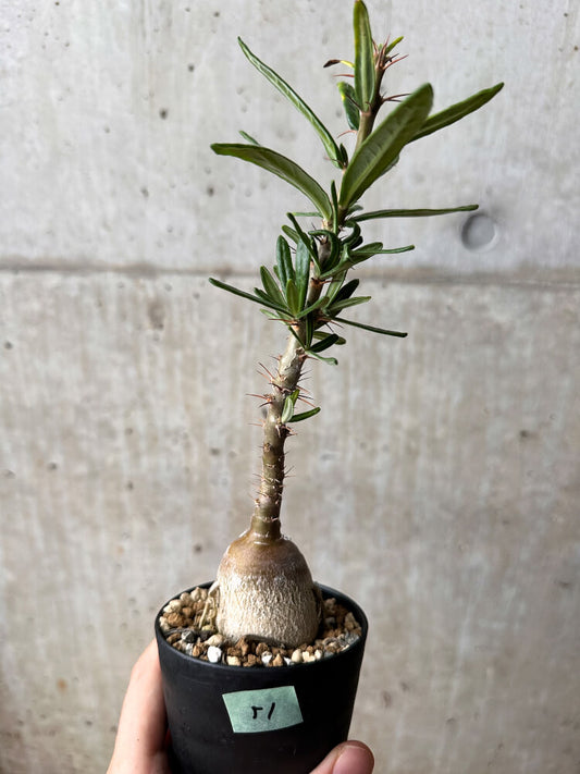 【現品限り】パキポディウム・サキュレンタム 実生【F51】 Pachypodium succulentum