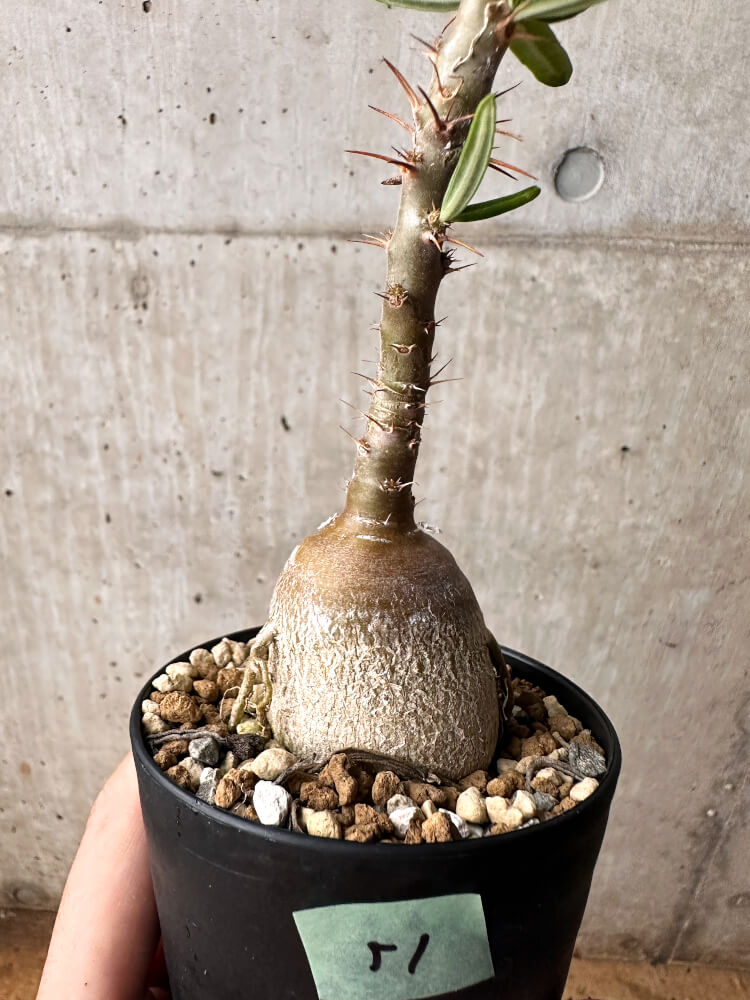 【現品限り】パキポディウム・サキュレンタム 実生【F51】 Pachypodium succulentum