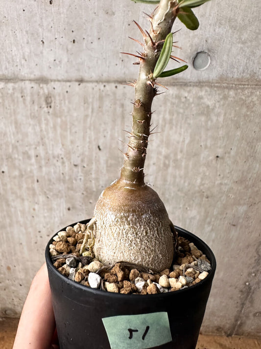 【現品限り】パキポディウム・サキュレンタム 実生【F51】 Pachypodium succulentum