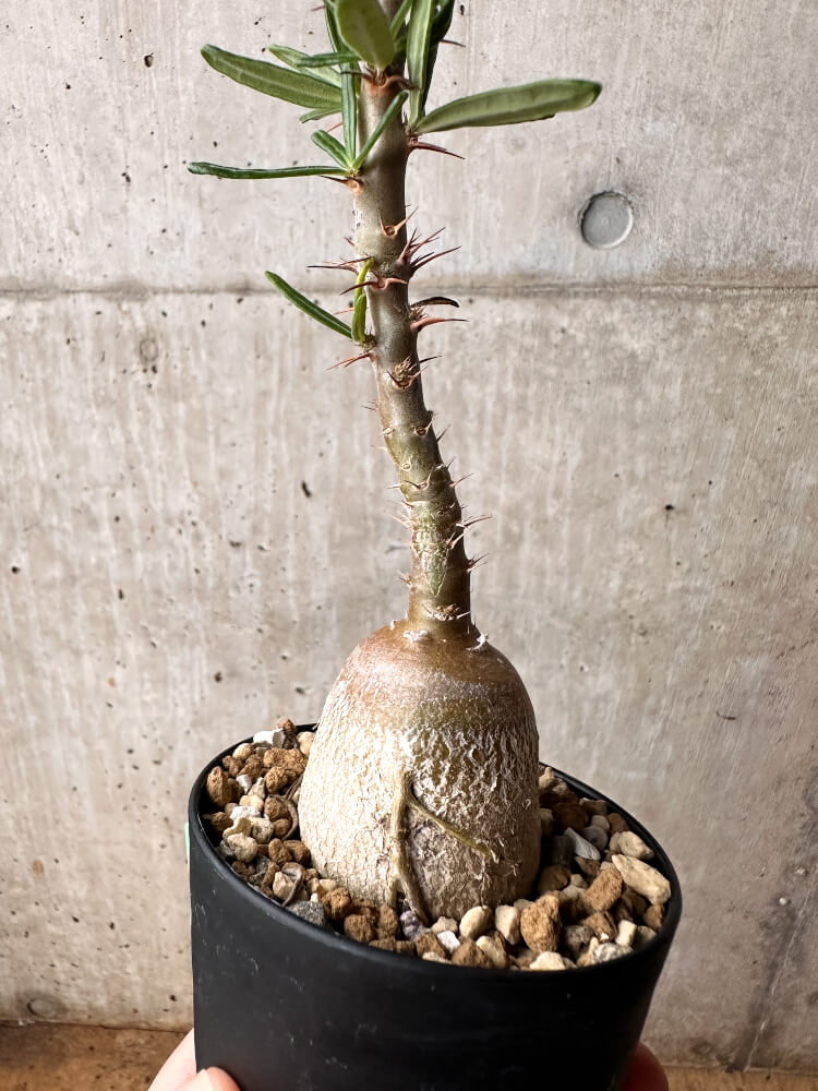 【現品限り】パキポディウム・サキュレンタム 実生【F51】 Pachypodium succulentum