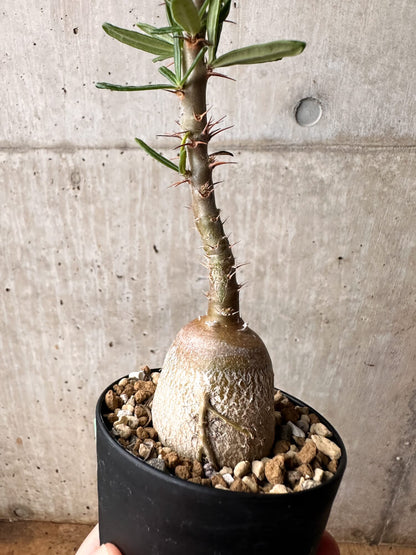 【現品限り】パキポディウム・サキュレンタム 実生【F51】 Pachypodium succulentum