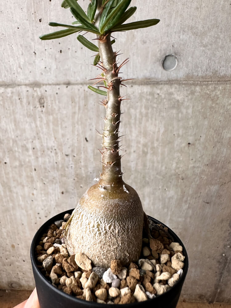 【現品限り】パキポディウム・サキュレンタム 実生【F51】 Pachypodium succulentum