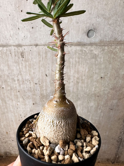 【現品限り】パキポディウム・サキュレンタム 実生【F51】 Pachypodium succulentum