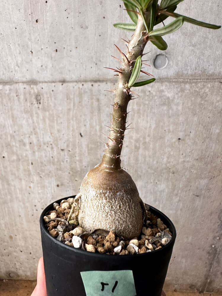 現品限り】パキポディウム・サキュレンタム 実生【F52】 Pachypodium