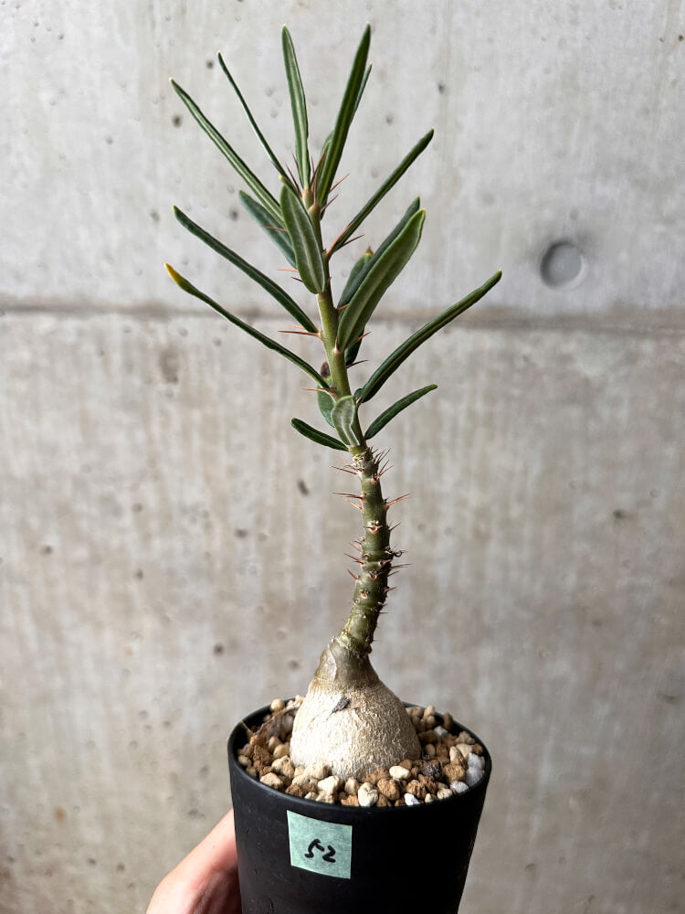 【現品限り】パキポディウム・サキュレンタム 実生【F52】 Pachypodium succulentum