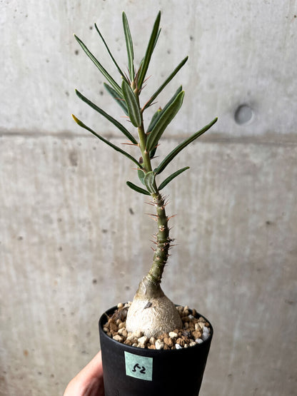 【現品限り】パキポディウム・サキュレンタム 実生【F52】 Pachypodium succulentum