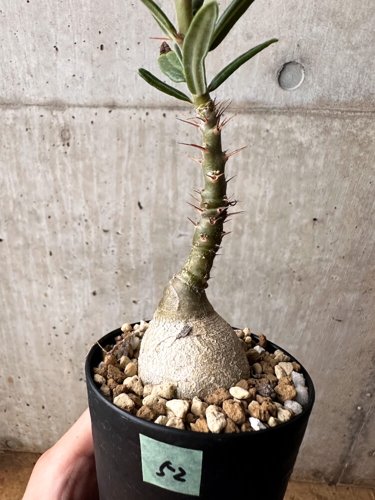 【現品限り】パキポディウム・サキュレンタム 実生【F52】 Pachypodium succulentum