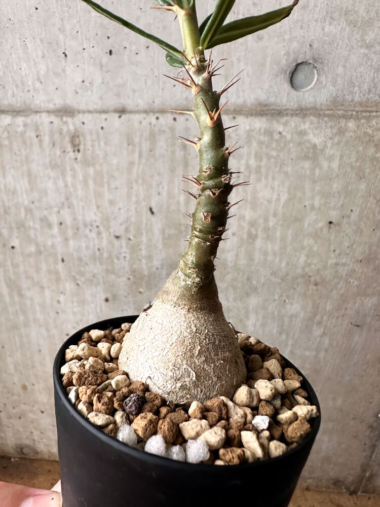 現品限り】パキポディウム・サキュレンタム 実生【F52】 Pachypodium