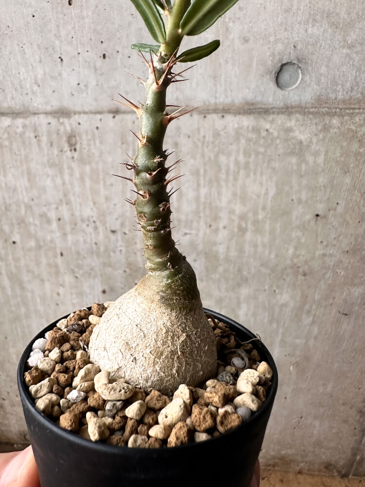 【現品限り】パキポディウム・サキュレンタム 実生【F52】 Pachypodium succulentum