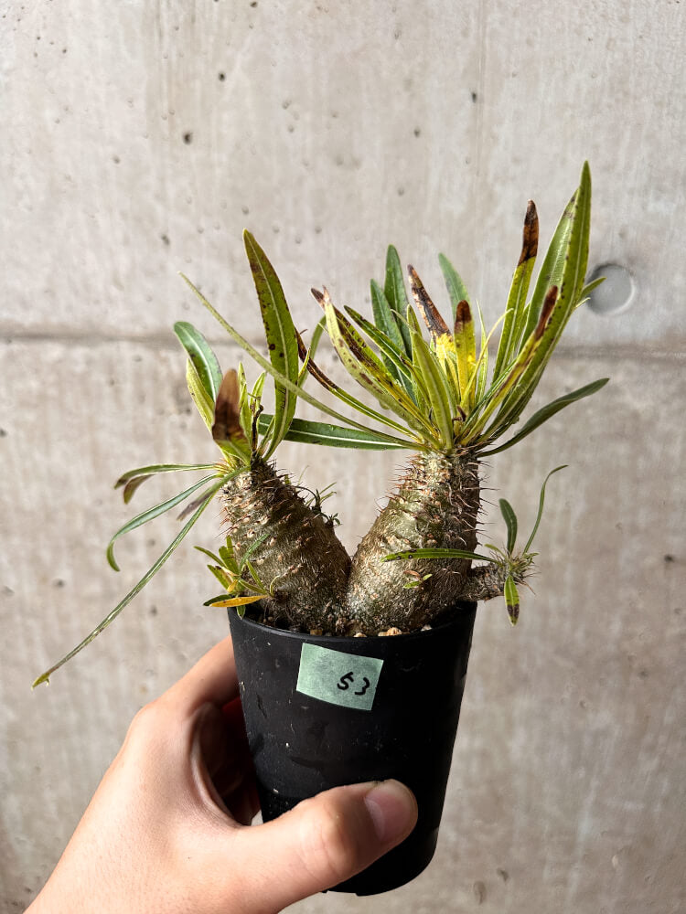 【現品限り】パキポディウム・グラキリス コレクション 実生【F53】 Pachypodium gracilius