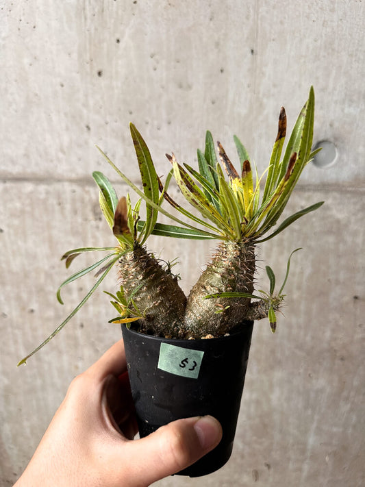 【現品限り】パキポディウム・グラキリス コレクション 実生【F53】 Pachypodium gracilius
