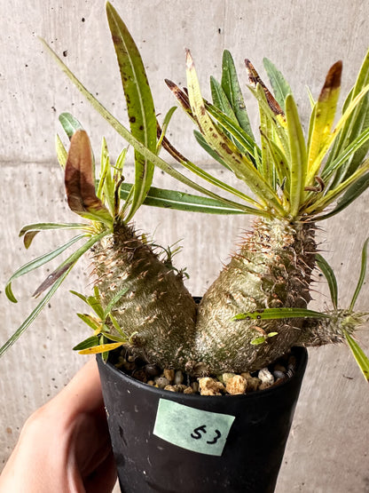 【現品限り】パキポディウム・グラキリス コレクション 実生【F53】 Pachypodium gracilius