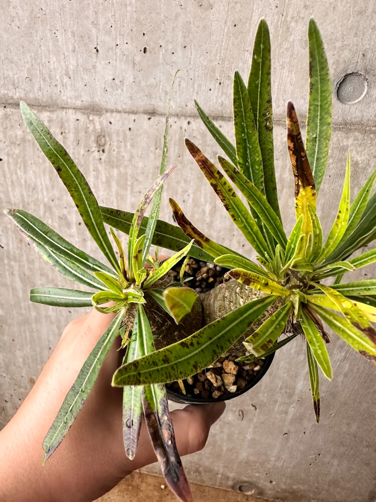 【現品限り】パキポディウム・グラキリス コレクション 実生【F53】 Pachypodium gracilius