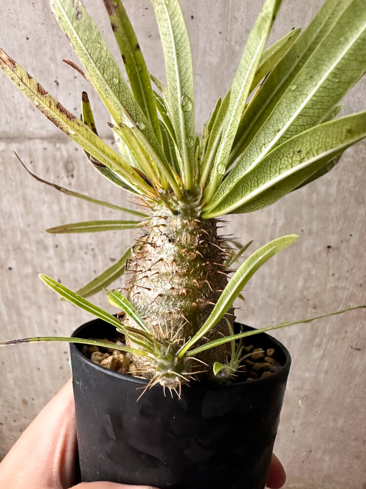 【現品限り】パキポディウム・グラキリス コレクション 実生【F53】 Pachypodium gracilius