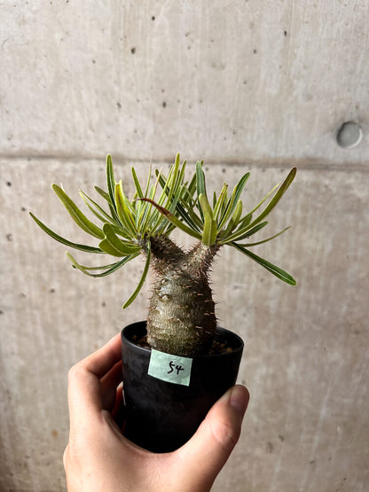 【現品限り】パキポディウム・グラキリス コレクション 実生【F54】 Pachypodium gracilius