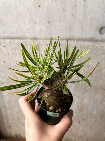 【現品限り】パキポディウム・グラキリス コレクション 実生【F54】 Pachypodium gracilius
